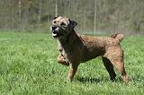BORDER TERRIER 072